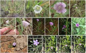 Image result for Monsonia angustifolia