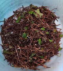 Image result for Eragrostis mildbraedii