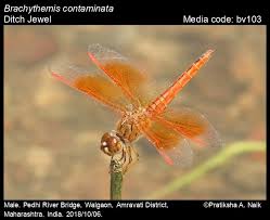 Image result for Brachythrix