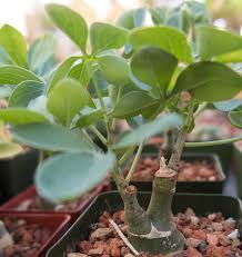 Image result for Adenia glauca