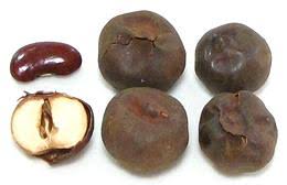 Image result for Huaceae