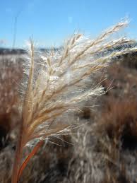 Image result for Bothriochloa