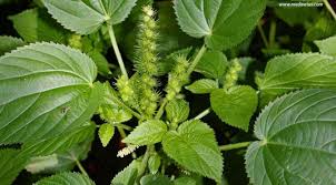 Image result for Acalypha paucifolia