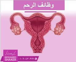 لرحم هو أول بيت أبنك او بنتك هيسكنوا فيه مش بس كدة الرحم بيمد الجنين بالغذاء اللازم له طول فترة الحمل و كمان عنق الرحم بيمثل بيئة جيدة للحيوانات المنوية