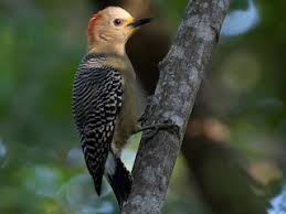 Image result for Pycreus melas