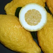 Image result for Citrus medica