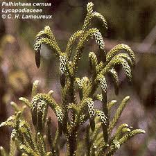 Image result for Lycopodiella