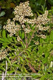 Image result for Deinbollia