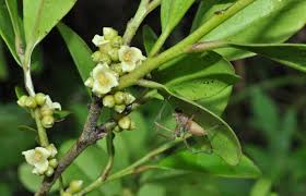 Image result for Ebenaceae