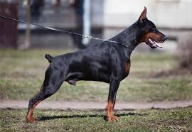 American Vs European Doberman