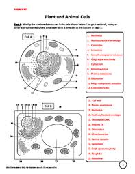 Animal and plant cell labeling answer key. Plant Animal And Bacterial Cells Worksheet By A Thom Ic Science