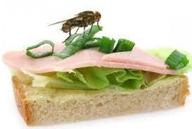 Bitte små biller i vinduskarmen (med bilder) innlegg 1. 5 Mater A Bli Kvitt Fluer I Huset Og Pa Hytta