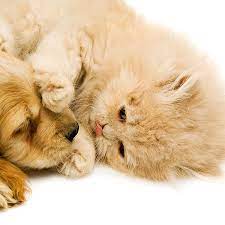 Often our finances or hectic schedules prevent us from doing everything that we would like to do for our pets. Annual Vaccination For Cat Or Dog Petzone Veterinary Clinic Groupon