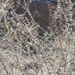 Image result for Catophractes