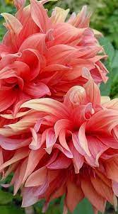 Peony Http My Beautiful Flowers Collections Blogspot Com Beautiful Flowers Flowers Flower Garden