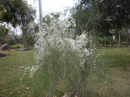 Image result for Retama monosperma