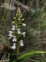 Image result for Disa brevicornis