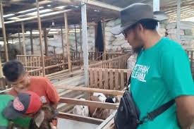 Beli produk kandang umbaran berkualitas dengan harga murah dari berbagai pelapak di indonesia. Kisah Mulyoko Sukses Jual Ribuan Kambing Setelah Berkali Kali Gagal Dalam Usaha Halaman All Kompas Com