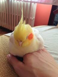 Cockatiel Birds You Can Have As Pets Bird Room Ideas Are Addictive You Have Been Warned Spiffy Pet Products In 2020 Pet Birds Best Pet Birds Cockatiel