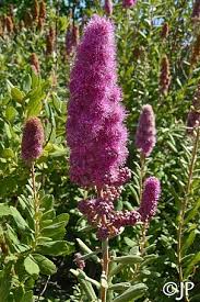 Image result for Spiraea douglasii