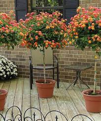 Be sure to plant your lantanas in full sun. Razumov Images Latest Razumov Pictures On Imgpin Patio Plants Patio Trees Potted Trees