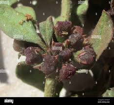 Image result for Zaleya