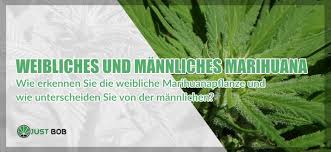 Mega marijuana store offers a strong range of marijuana products. Weibliches Und Mannliches Marihuana Justbob