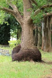 気になる木・・・・腹ボテの木、切られた木、十手の木、エッチな木 | ・・QTQ「独りよがりの感動写真記」・・