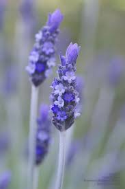 Entreat By Angie Vp Lavender Flowers Purple Flowers Beautiful Flowers