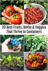 Pin On Vegetable Fruit Herb Gardening