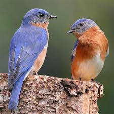 Birds Blooms Magazine Telephone Number Pennington Wild Bird Feed Like This Page May 15 Wondering How To Attract Bluebirds To Your Backyard Check Out The Tips Birds Wild Birds Beautiful Birds