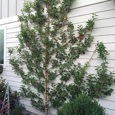 Garden Answer On Instagram My Pink Lady Espalier Apple Tree At Dusk Mygarden Garden Gardening Garden Urban Garden Backyard Garden Landscape Design