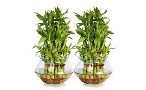 Lucky bamboo is an easy plant to care for which makes it great for offices and homes alike. How To Easily Grow Lucky Bamboo Plants At Home