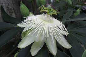 Passiflora Snow Queen Passion Flower Passion Flower Blue Passion Flower Evergreen Climbers