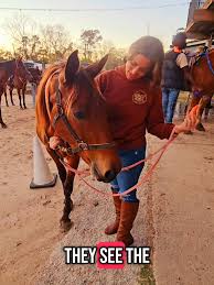 #engagement #thankful #horse #horses #grateful #gratitude #animal  #animalsoftiktok #animallover