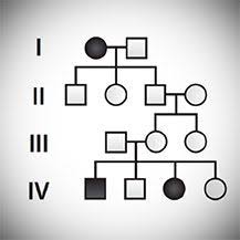 Mendelian Genetics Probability Pedigree And Chi Square Statistics Hhmi S Biointeractive Genetics Teaching Biology Biology Classroom