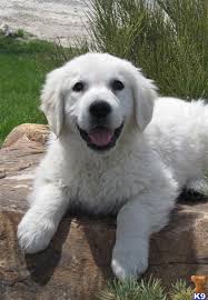Large Selection Of Golden Retriever Puppies For Sale K9stud Com Retriever Puppy Golden Puppy Golden Retriever