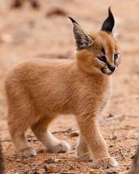 Cute Baby Cat Pixdaus Cute Animals Cute Baby Animals Caracal Kittens