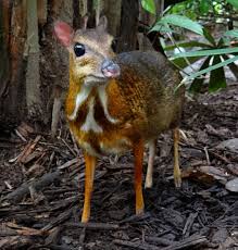 The distinct wild world of malaysia will surely amaze you with its. 20 Unique Wildlife Species You Must Not Miss In Malaysia Wanderwisdom