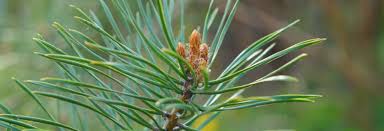 The bark is green with some lighter patches in young trees. Pine Tree Health Benefits And Therapeutic Value