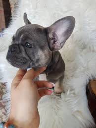 French bulldog breeder in washington state with akc french bulldog puppies available for sale as well as stud service. French Bulldog Puppies For Sale Under 300 Miami Animal Pet
