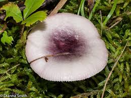 Image result for Russula foetentula