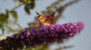 Vlinderstruik snoeien najaar of voorjaar vlinderplanten snoeien. Hoe En Wanneer Moet Je Een Vlinderstruik Snoeien Tips Tuinboel Nl