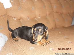 Give a puppy a forever home or rehome a rescue. Sale Dachshund Puppies For Sale Ohio