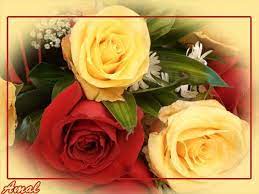 صور ورود متحركة رومانسية 2013 صور وردة حمراء جميله 2013 اجمل صور خلفيات ورود 2013 red roses beautiful wallpapers rose