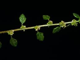 Image result for Dysphania pumilio