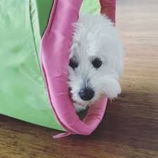 10 Ikea Hacks Die Hunde Ihre Besitzer Glucklich Machen Ikea Hunde Ikea Hacks