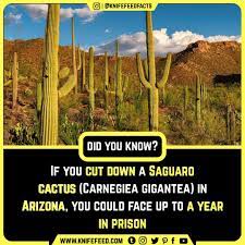 I hope you've done your brain exercises. 20 Enticing Facts About Arizona State Did You Know Facts Interesting Science Facts Arizona Facts