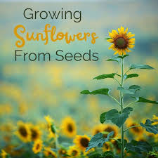 Global sunflower seeds importers and buyers. How To Grow Sunflowers From Seeds Dengarden