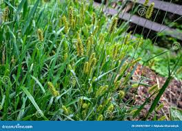 Image result for Setaria viridis
